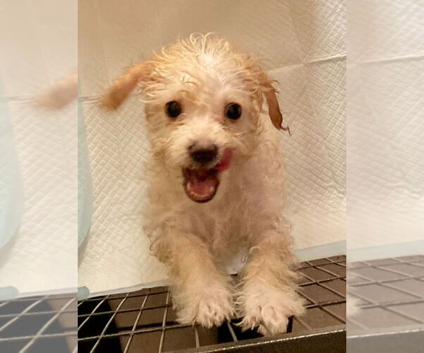 Medium Photo #3 Maltipoo (Miniature) Puppy For Sale in San Diego, CA, USA