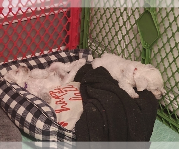 Medium Photo #4 Schnauzer (Miniature) Puppy For Sale in MANSFIELD, TX, USA