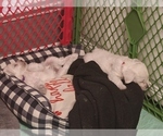 Small Photo #4 Schnauzer (Miniature) Puppy For Sale in MANSFIELD, TX, USA