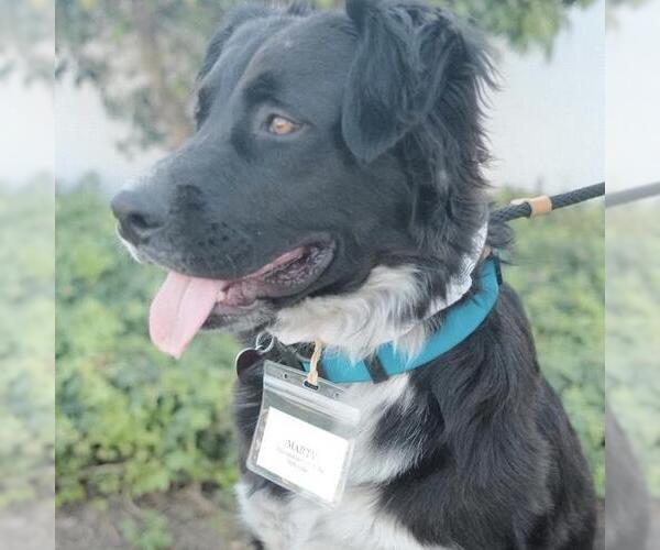 Medium Photo #3 Collie-Unknown Mix Puppy For Sale in San Diego, CA, USA