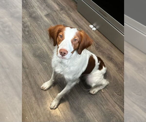 Medium Photo #4 Brittany Puppy For Sale in Curwensville, PA, USA