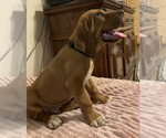 Puppy 3 Bloodhound-German Shepherd Dog Mix