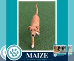 Small Labrador Retriever Mix