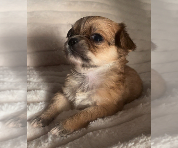Medium Photo #15 Chihuahua Puppy For Sale in ADAMSVILLE, TN, USA