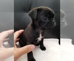 Small Photo #5 Pug Puppy For Sale in TUCSON, AZ, USA