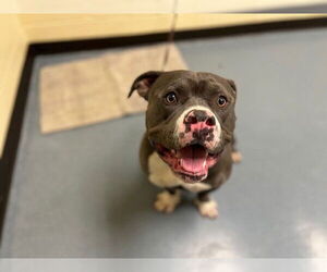 American Pit Bull Terrier Dogs for adoption in Denver, CO, USA