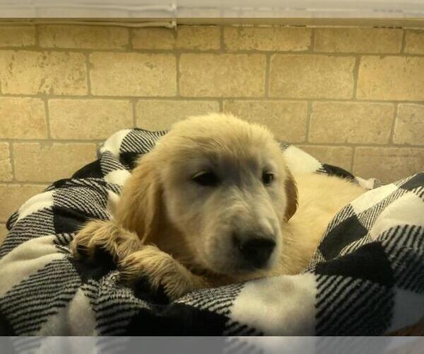 Medium Photo #10 Golden Retriever Puppy For Sale in LITTLE FLOCK, AR, USA