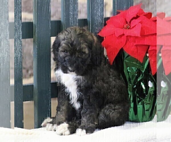 Medium Photo #1 Bernedoodle-Poodle (Standard) Mix Puppy For Sale in EAST EARL, PA, USA