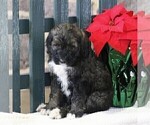 Small Photo #1 Bernedoodle-Poodle (Standard) Mix Puppy For Sale in EAST EARL, PA, USA