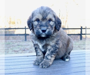 Goldendoodle Puppy for sale in KNOB NOSTER, MO, USA