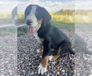 Greater Swiss Mountain Dog Puppy for sale in WESTCLIFFE, CO, USA