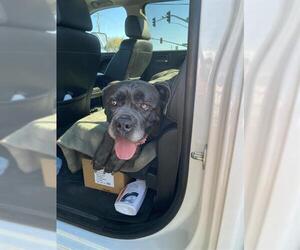 Mastiff Dogs for adoption in Stockton, CA, USA