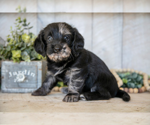 Medium Miniature Labradoodle