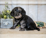 Puppy Vivi Miniature Labradoodle