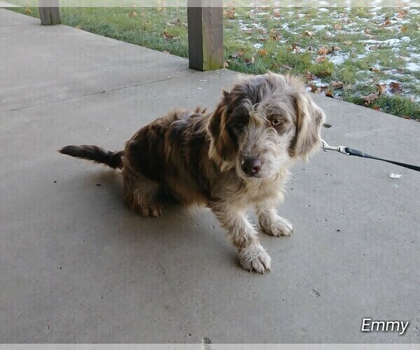 Medium Photo #1 Miniature Labradoodle Puppy For Sale in MILLERSBURG, OH, USA