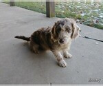 Small Photo #1 Miniature Labradoodle Puppy For Sale in MILLERSBURG, OH, USA