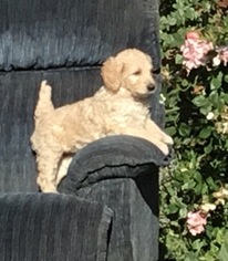 Goldendoodle Puppy for sale in WESTON, OR, USA