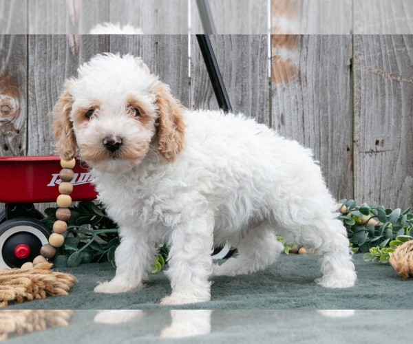 Medium Photo #1 Poodle (Toy) Puppy For Sale in HOWE, IN, USA