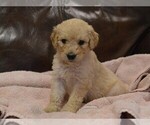 Puppy 9 Goldendoodle