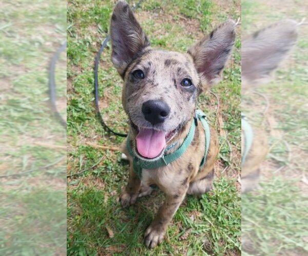 Medium Photo #4 Labrador Retriever-Plott Hound Mix Puppy For Sale in New York, NY, USA