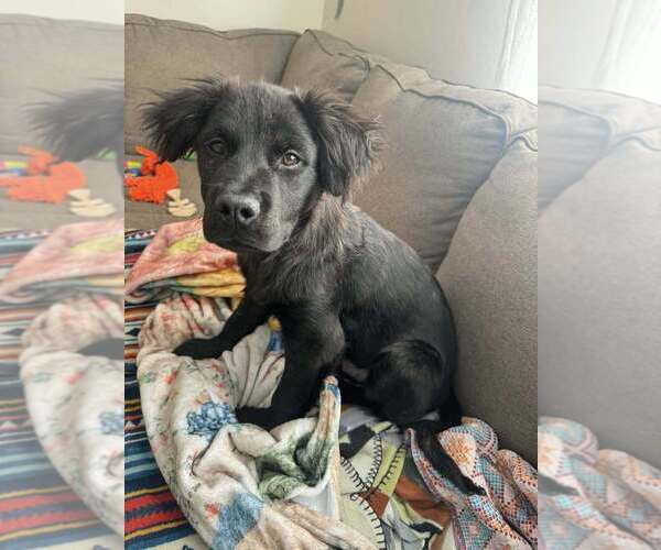 Medium Photo #10 Mutt Puppy For Sale in New York, NY, USA