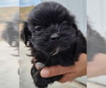 Small #4 ShihPoo
