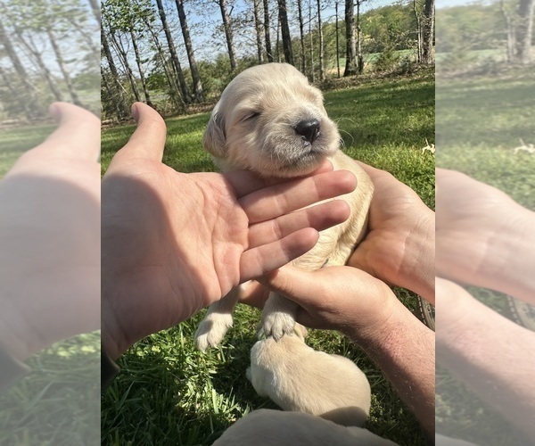 Medium Photo #14 Golden Retriever Puppy For Sale in CONCORD, VA, USA