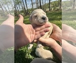 Small Photo #14 Golden Retriever Puppy For Sale in CONCORD, VA, USA
