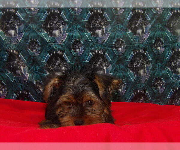 Medium Photo #4 Yorkshire Terrier Puppy For Sale in PATERSON, NJ, USA