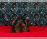 Small #3 Yorkshire Terrier