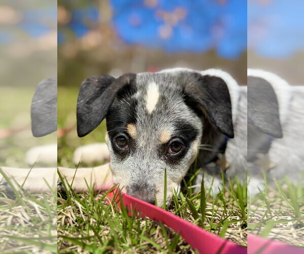 Medium Photo #5 Mutt Puppy For Sale in West Cornwall, CT, USA
