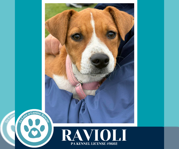 Medium Photo #3 Boxer-Unknown Mix Puppy For Sale in Kimberton, PA, USA