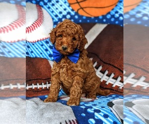 Goldendoodle-Poodle (Miniature) Mix Puppy for sale in LINCOLN UNIVERSITY, PA, USA