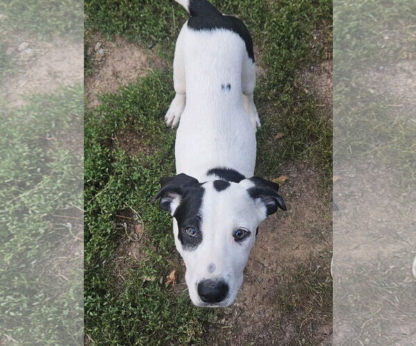 Medium Photo #6 Mutt Puppy For Sale in New London, WI, USA