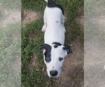 Small #5 Mutt