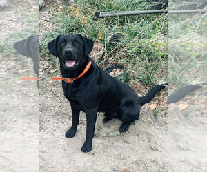 Father of the Labrador Retriever puppies born on 06/10/2025