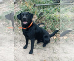 Small Photo #1 Labrador Retriever Puppy For Sale in LOVELADY, TX, USA