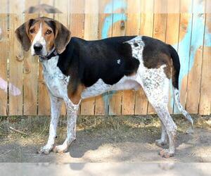 Bluetick Coonhound Dogs for adoption in West Valley, UT, USA