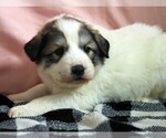 Small #6 Great Pyrenees