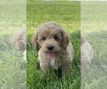 Image preview for Ad Listing. Nickname: Nero