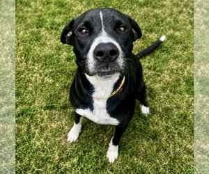 Tito - Male Borador Dog for Adoption - Photo #3