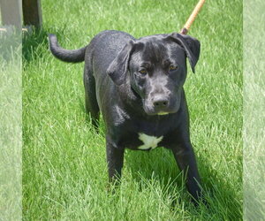 Xena - Female Mutt Dog for Adoption - Photo #3