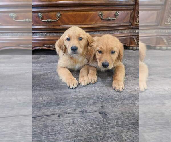 Medium Photo #9 Golden Retriever Puppy For Sale in CITRUS HEIGHTS, CA, USA