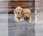Small #8 Golden Retriever