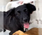 Small #3 Australian Terrier Mix