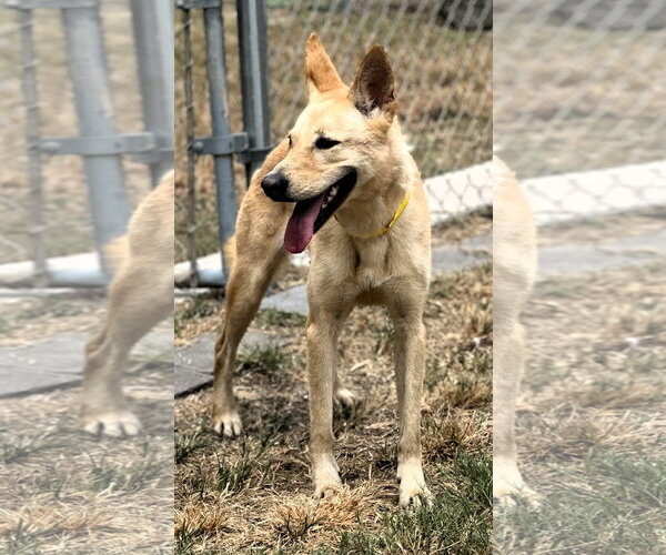 Medium Photo #8 Carolina Dog-Unknown Mix Puppy For Sale in Houston, TX, USA