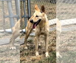 Small Photo #8 Carolina Dog-Unknown Mix Puppy For Sale in Houston, TX, USA