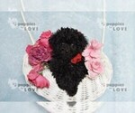 Small #6 Poodle (Toy)