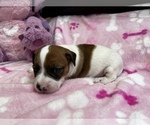 Small #1 Parson Russell Terrier
