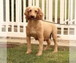 Small Photo #1 Goldendoodle Puppy For Sale in GORDONVILLE, PA, USA